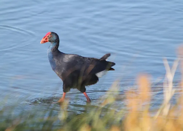 شقة T1 Herdade Dos Salgados البوفيرا